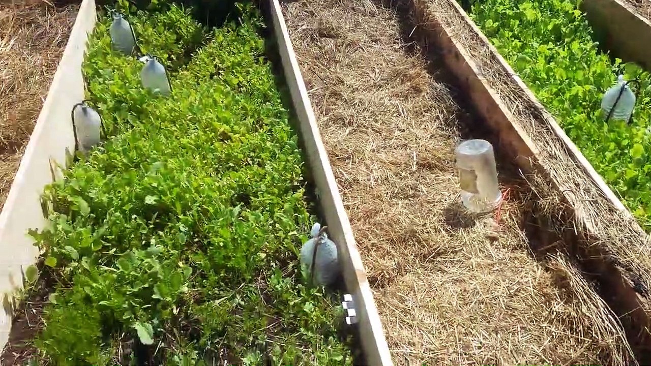 1.5.19 - visite du potager et du coffre haut