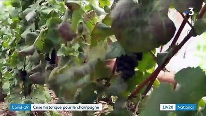Champagne : des ventes en baisse à cause du coronavirus