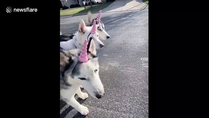 Dogs dressed as unicorns are walked by unicorn person because 2020