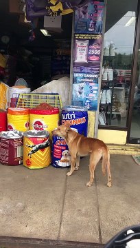 Hungry Dog Snags some Samples