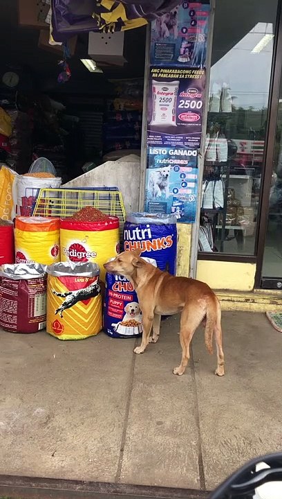 Hungry Dog Snags some Samples