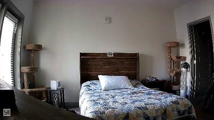 Chloe keeps attacking cat tree