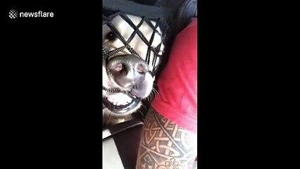 Labrador can't quite find resting place during car ride