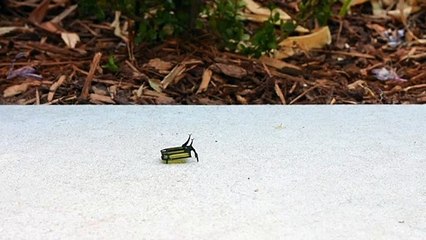 Científicos crean un robot del tamaño de un escarabajo movido por metanol