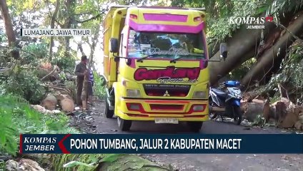 Pohon Tumbang Menutup Jalan, Jalur Penghubung Lumajang - Malang Macet