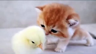 Cute Kittens Playing with Chick