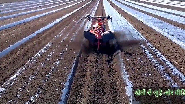 Garlic Farm and Harvest- Lahsun Ki Kheti | लहसुन की खेती करने वाले किसान जरूर देखें