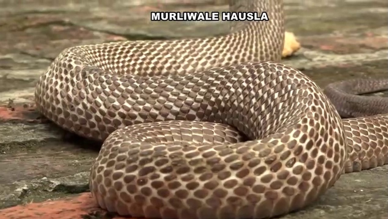 Cobra snake resqu in India