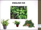 Houseplants for Improving Indoor Air Quality _ NASA Certified Plants