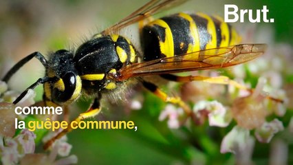 Ça sert à quoi, les guêpes ?