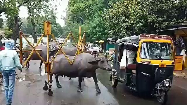 भैंस अपने साथ लेकर चली गई स्मार्ट सिटी का बैरिकेड, सोशल मीडिया पर वायरल हो रहा वीडियो