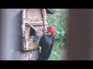 Pileated Woodpecker Wrecks Bird House by Pecking at It