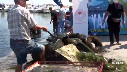 Denizden 23 araç lastiği çıktı | Video