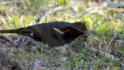Chim Đen Cánh Đỏ & Hành Vi Hung dữ  Đánh Cả Đại Bàng Trong Mùa Sinh Sản