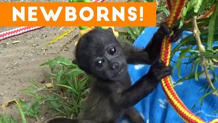 The Cutest Newborn Animals Weekly Compilation 2017 _ Funny Pet Videos
