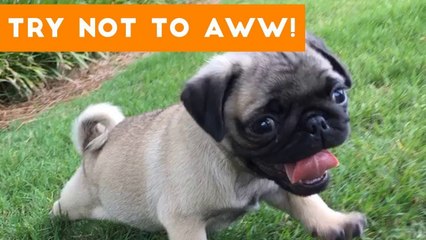Try Not to AWW! at the ULTIMATE Cute and Funny Animals _ Funny Pet Videos
