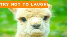 Try Not To Laugh At This Cute and Funny Pet Compilation _ Funny Pet Videos