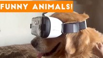 Funniest Pets of the Week Compilation December 2017 _ Funny Pet Videos