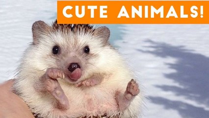 Cutest Pets of the Week Compilation December 2017 _ Funny Pet Videos