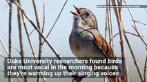 Songbirds Perform Better After Warming Up in the Morning