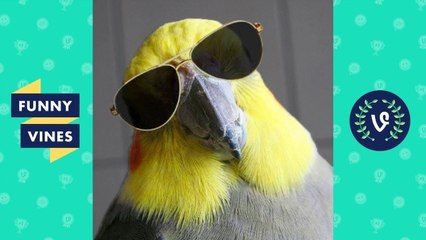 Funny BIRDS & PARROTS Compilation 2017 _ Funny Vine