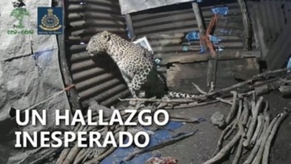Una leoparda da a luz a cuatro cachorros en la cabaña de un granjero en la India