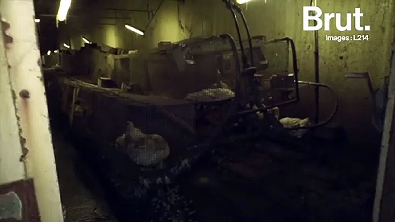 Maltraitance animale : des images chocs d’un élevage de canards révélées par L214