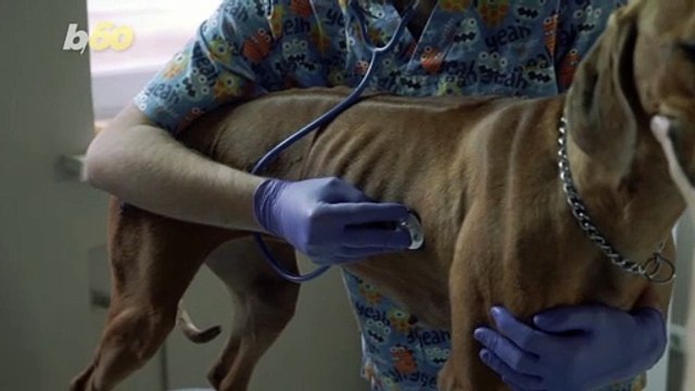 Doggone It! Here Are Things Your Dog Doesn’t Like That You Do!