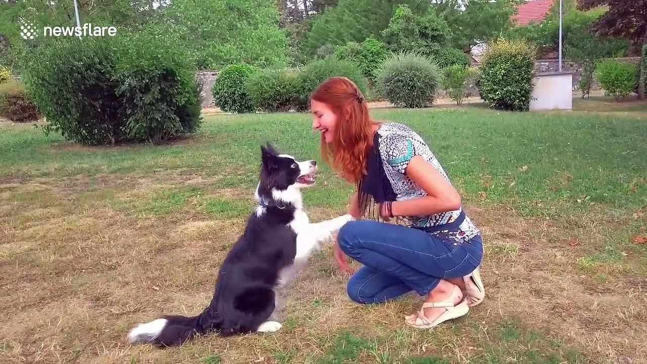 This 2yearold border collie nails impressive dance routine with her
