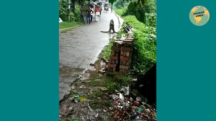 Dikira Lagi Bercinta, Biawak Ini Ternyata Lagi Bergulat