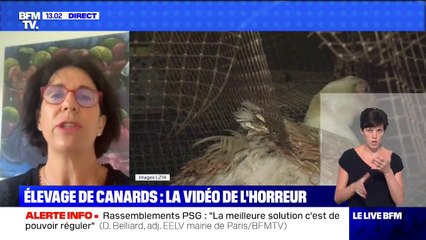 La directrice du comité interprofessionnel du fois gras estime que les images de L214 "ne représentent pas" les pratiques de la profession