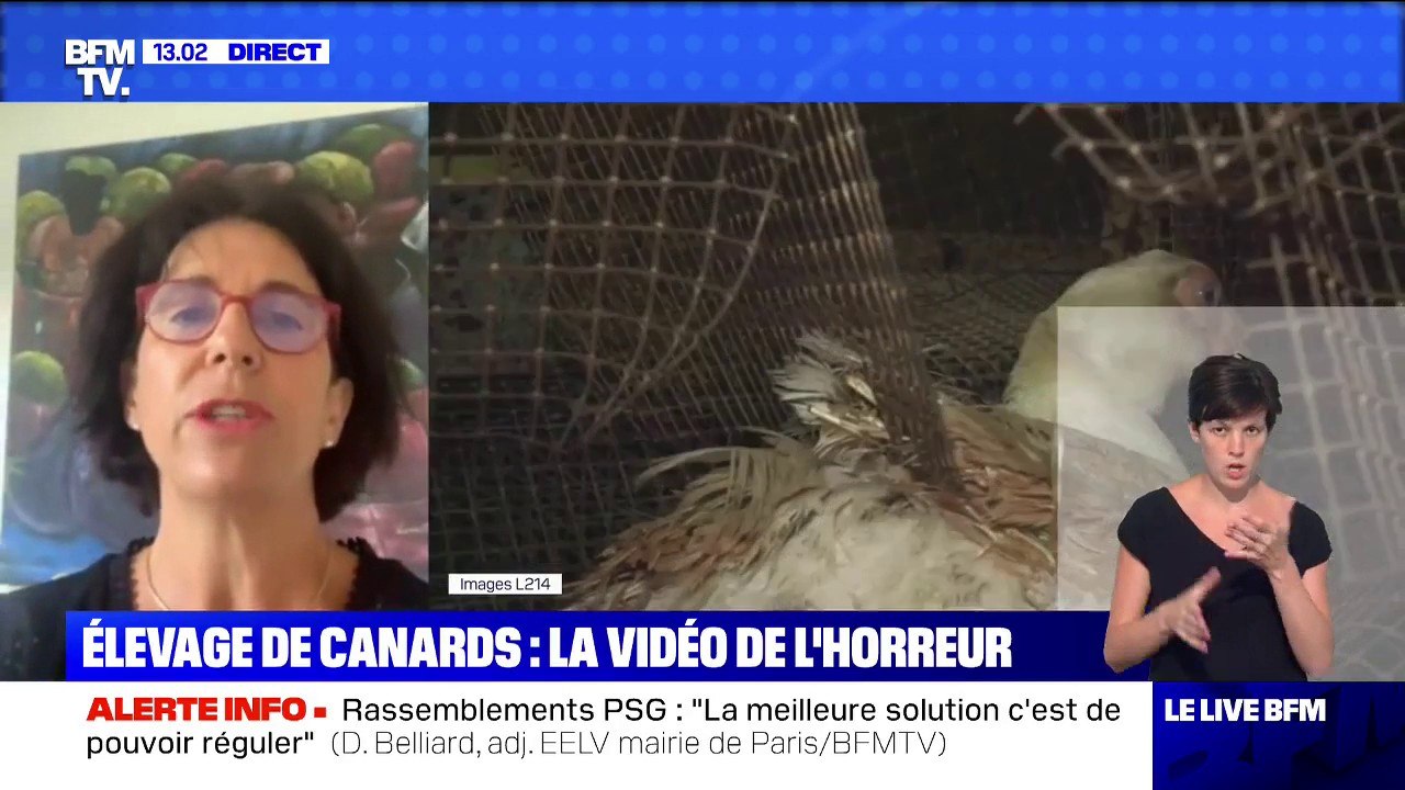 La directrice du comité interprofessionnel du fois gras estime que les images de L214 "ne représentent pas" les pratiques de la profession