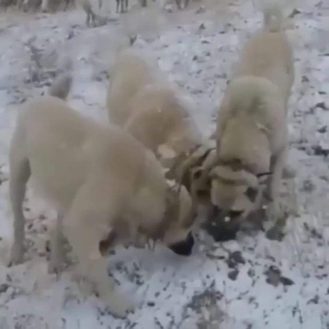 ⁣SiVAS KANGAL KOPEKLERi KOYUN ve KAR - SiVAS KANGAL DOGS SHEEP and SNOW