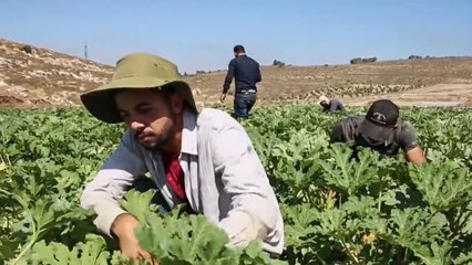 لتجاوز تبعات كورونا.. مبادرات لاستصلاح أراض زراعية بالضفة الغربية