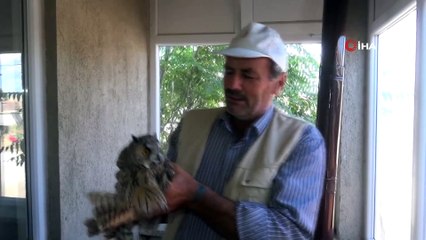 Köpeklerin telef etmeye çalıştığı yaralı baykuşu son anda kurtardı