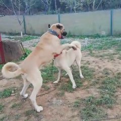 ANADOLU COBAN KOPEKLERiNiN SEViMLi OYUNLARI - ANATOLiAN SHEPHERD DOG CUTE PLAYS