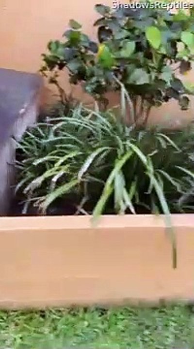 Un lézard badass et sa copine