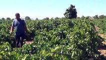 Üzüm bağları çiftçinin kurduğu ekibe emanet - GAZİANTEP