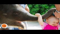 Funniest Kid Annoying Animals At The Zoo Funny Babies And Pets