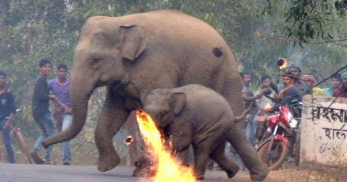 Déforestation : une mère éléphant et son bébé se font attaquer par des villageois, en Inde