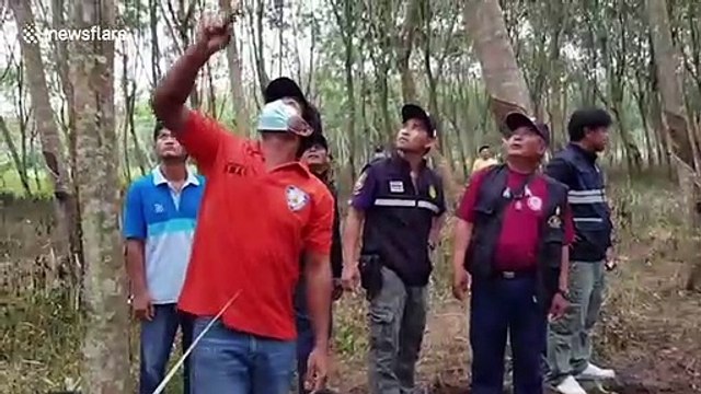 Farmer, 79, trampled to death by aggressive wild elephant in Thailand