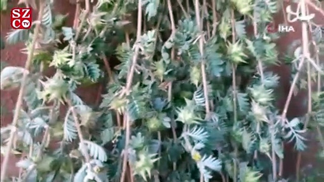 Doğada kendiliğinden yetişiyor, faydaları saymakla bitmiyor