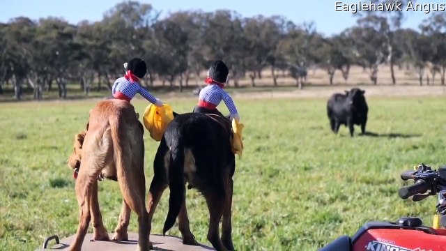 Miniature Cowboys Go for a Ride on Cattle Dogs