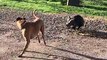 Wombat Chases Canine Friend