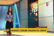 Chorrillos: incendio consumió criadero de cerdos