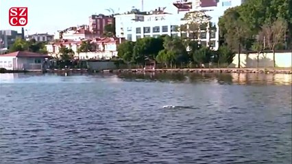 “Kirlendi” denilen Haliç’te yunuslar yüzdü