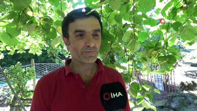 Korona virüs vakaları artınca fındık bahçelerindeki tedbirler de arttırıldı