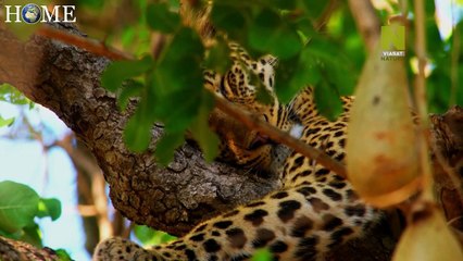MASSIVE AFRICA -  Luangwa Valley - 2020 Nat Geo WILD HD