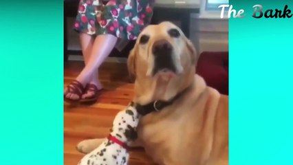 Most Funny Dog Videos (2020)  It's time to LAUGH with Dog's life