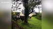 Cows escape as Storm Ellen batters Ireland